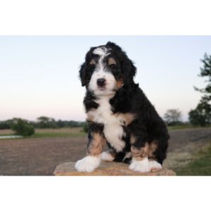 Best-Bernedoodle-Breeders-In-Minnesota