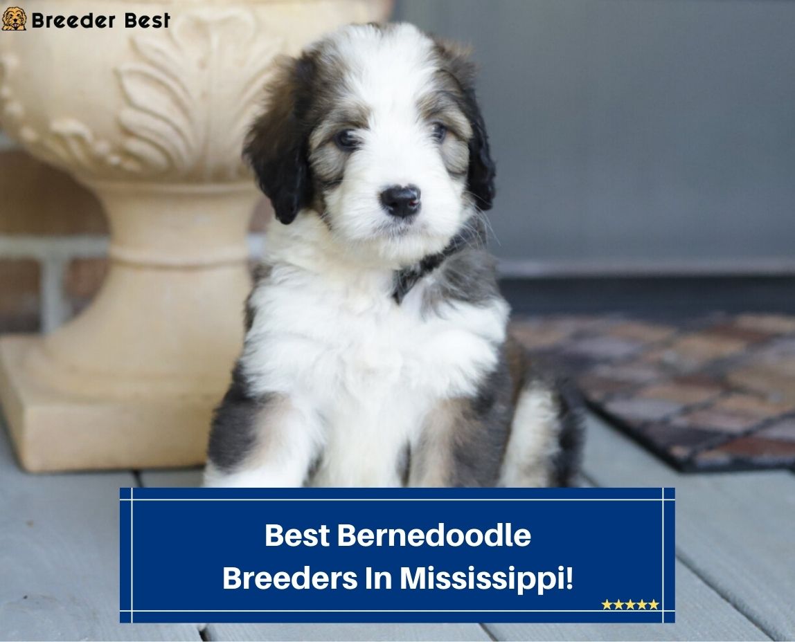 Best-Bernedoodle-Breeders-In-Mississippi-template