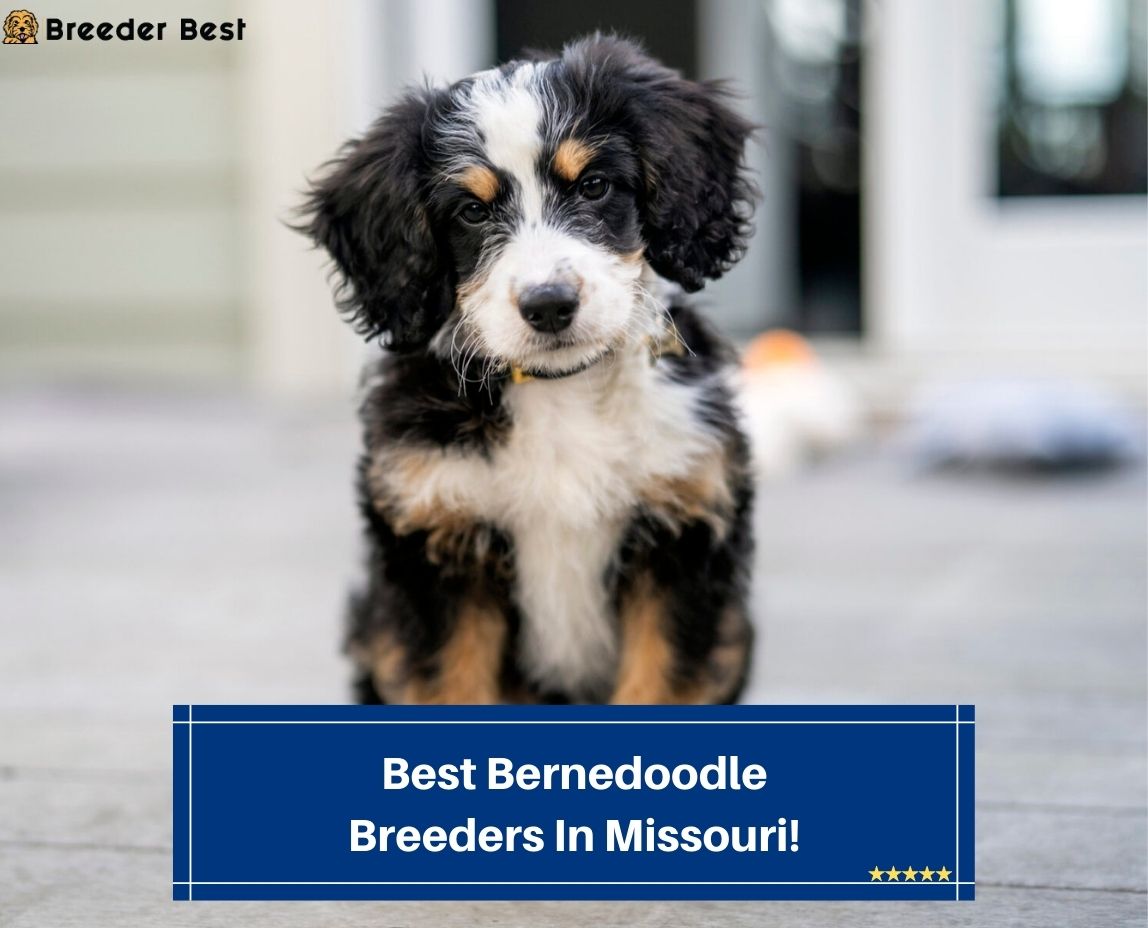 Best-Bernedoodle-Breeders-In-Missouri-template