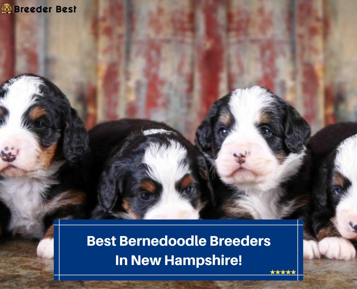 Best-Bernedoodle-Breeders-In-New-Hampshire-template