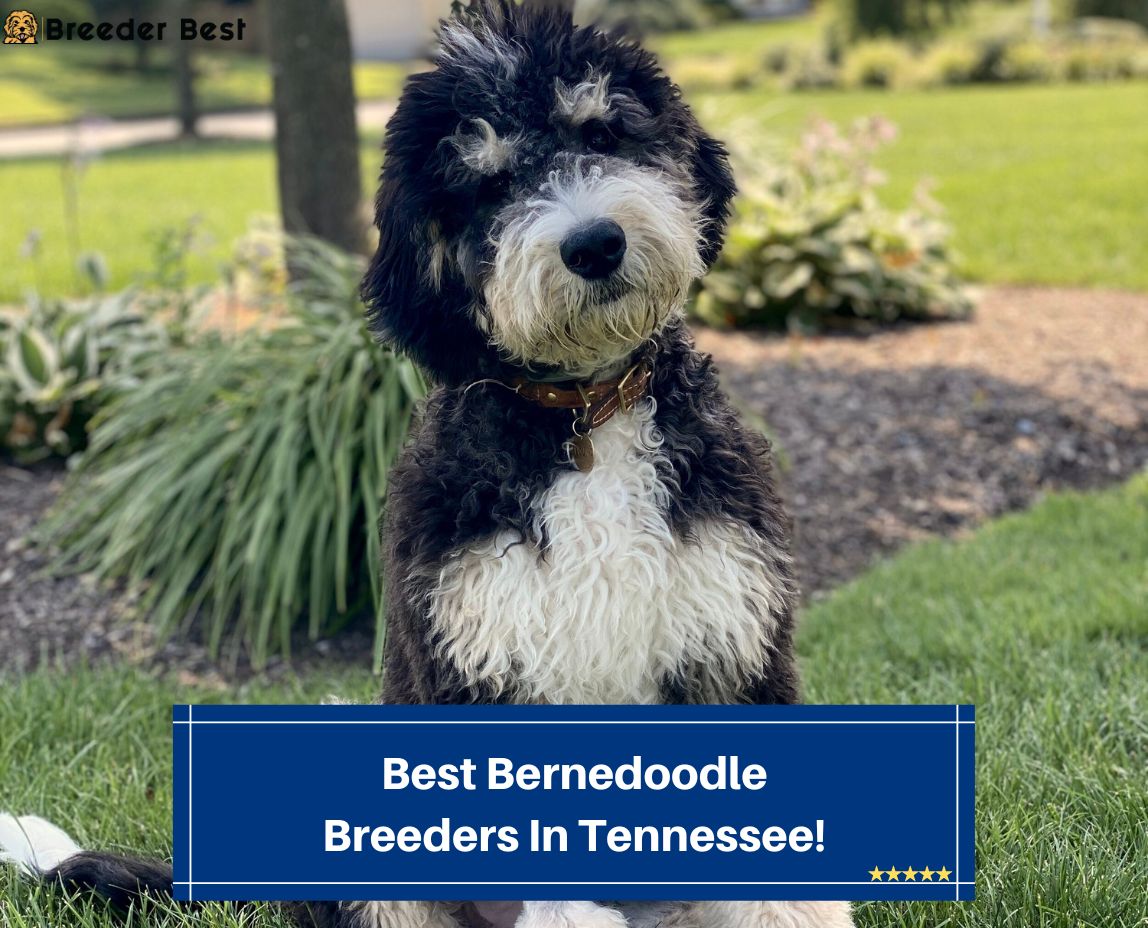 Best-Bernedoodle-Breeders-In-Tennessee-template