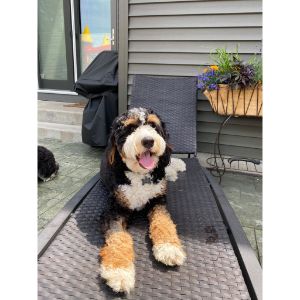 Best-Bernedoodle-Breeders-In-Tennessee