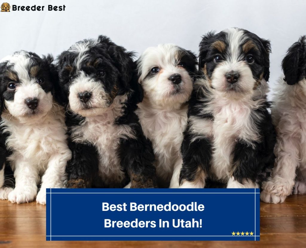 7 Best Bernedoodle Breeders In Utah! (2024) - Breeder Best