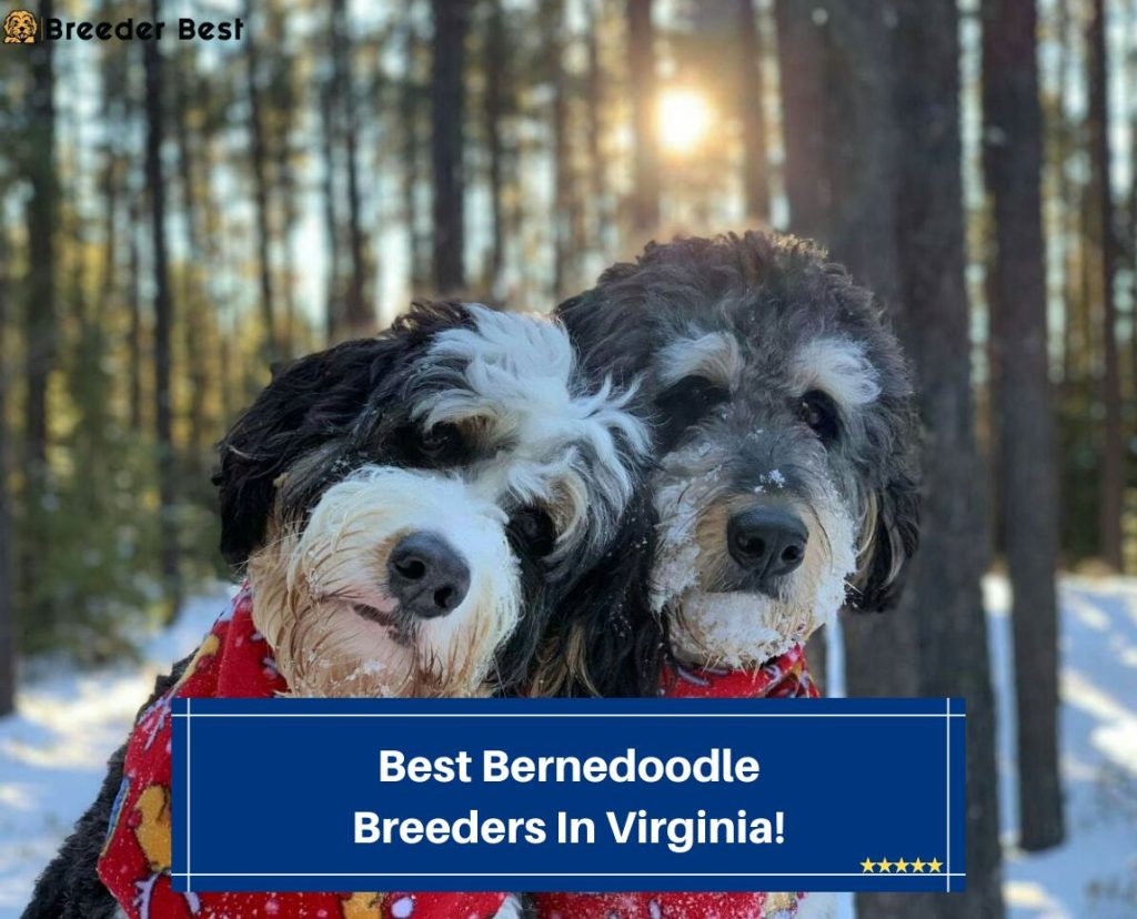 4 Best Bernedoodle Breeders In Virginia! (2024) Breeder Best