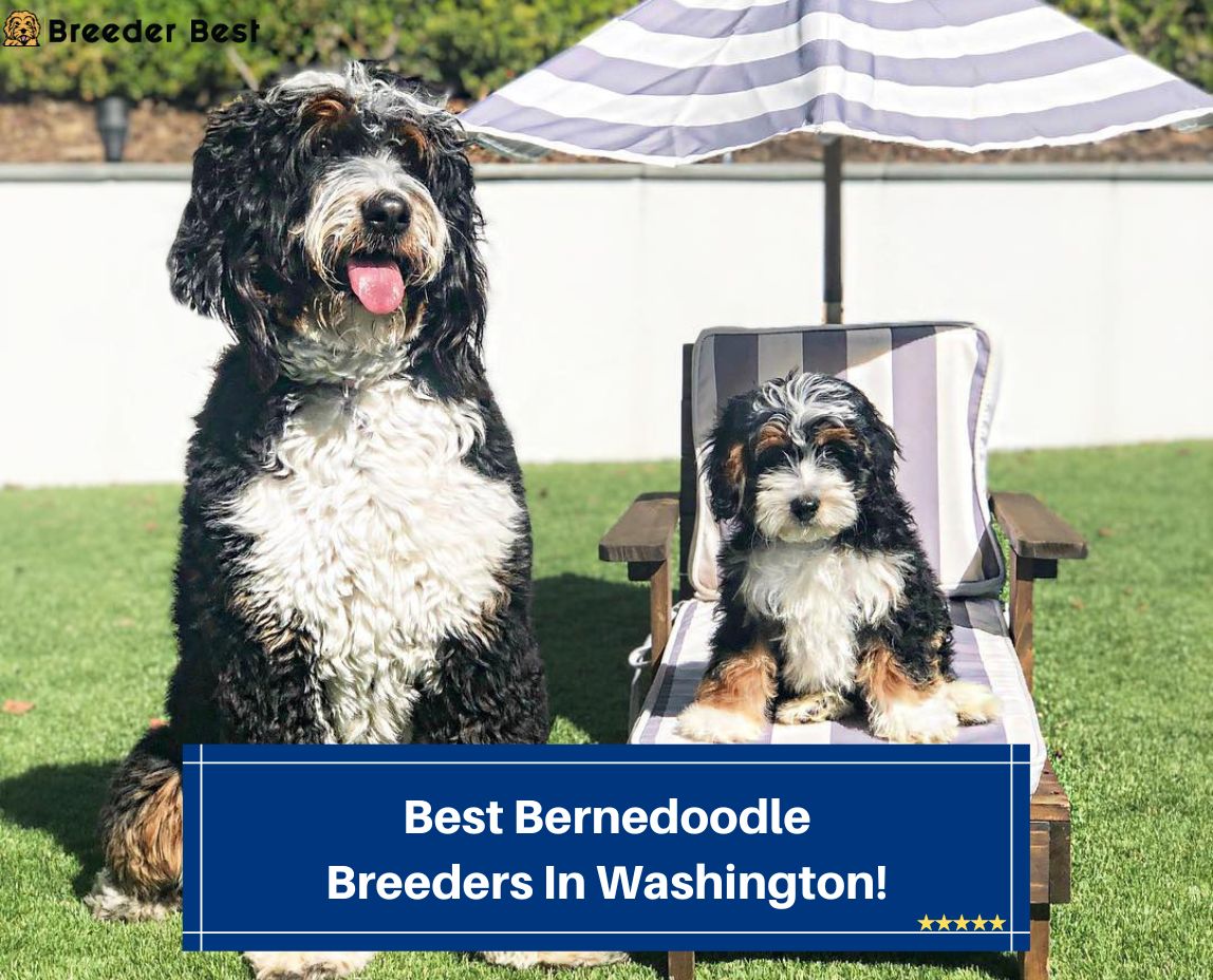Best-Bernedoodle-Breeders-In-Washington-template