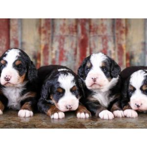 Best-Bernedoodle-Puppies-For-Sale-In-Alabama