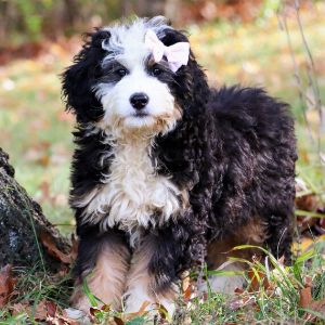 Best-Bernedoodle-Puppies-For-Sale-In-Indiana