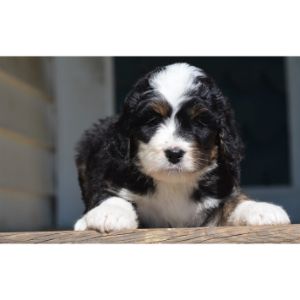 Best-Bernedoodle-Puppies-For-Sale-In-New-Hampshire