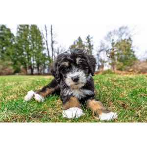 Best-Bernedoodle-Puppies-For-Sale-In-Virginia