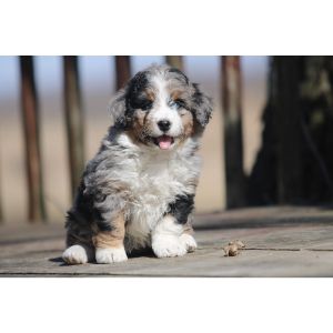 Best-Bernedoodle-Puppies-For-Sale-In-Washington