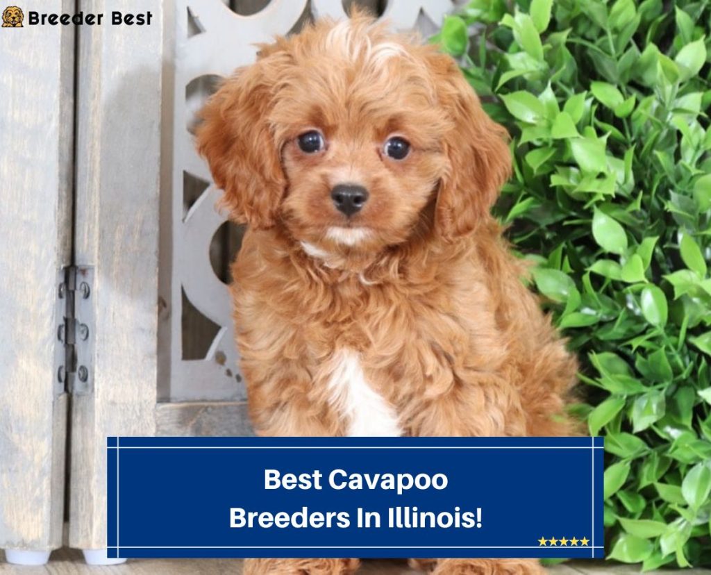 6 Best Cavapoo Breeders In Illinois! (2024) - Breeder Best