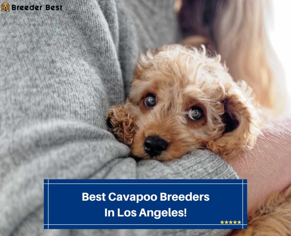 7 Best Cavapoo Breeders In Los Angeles! (2024) Breeder Best