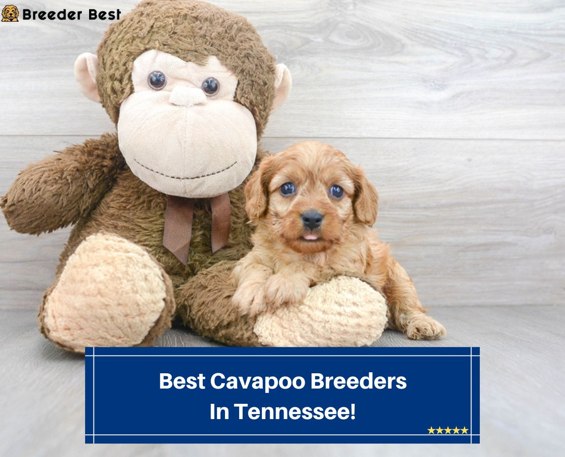Best-Cavapoo-Breeders-In-Tennessee-template