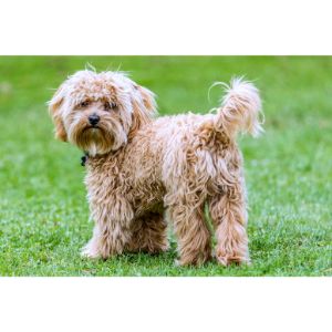 Best-Cavapoo-Breeders-In-Tennessee