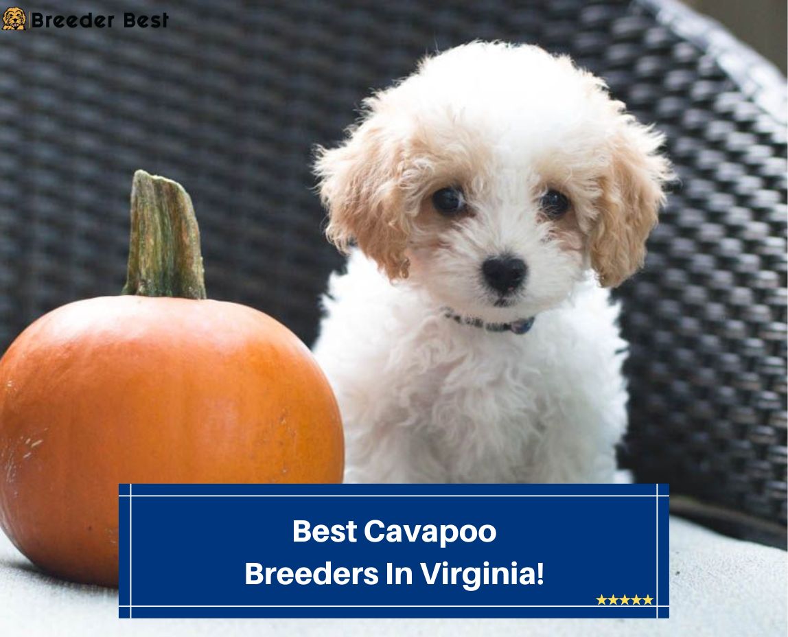 Best-Cavapoo-Breeders-In-Virginia-template