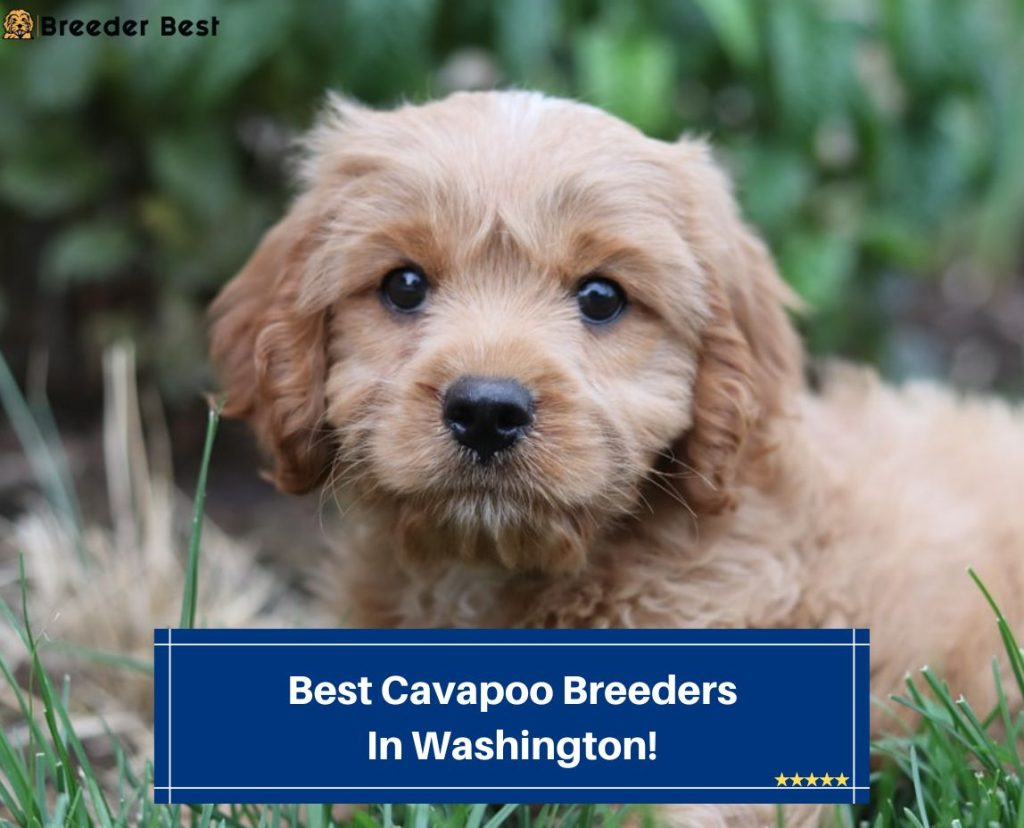 3 Best Cavapoo Breeders In Washington! (2024) - Breeder Best