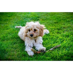 Best-Cavapoo-Puppies-For-Sale-In-Indiana