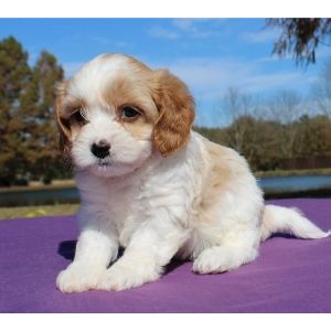 Best-Cavapoo-Puppies-For-Sale-In-New-Hampshire