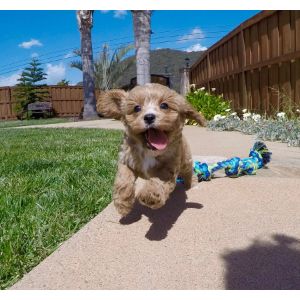 Best-Cavapoo-Puppies-For-Sale-In-Utah