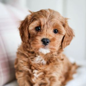 Best-Cavapoo-Puppies-In-Florida