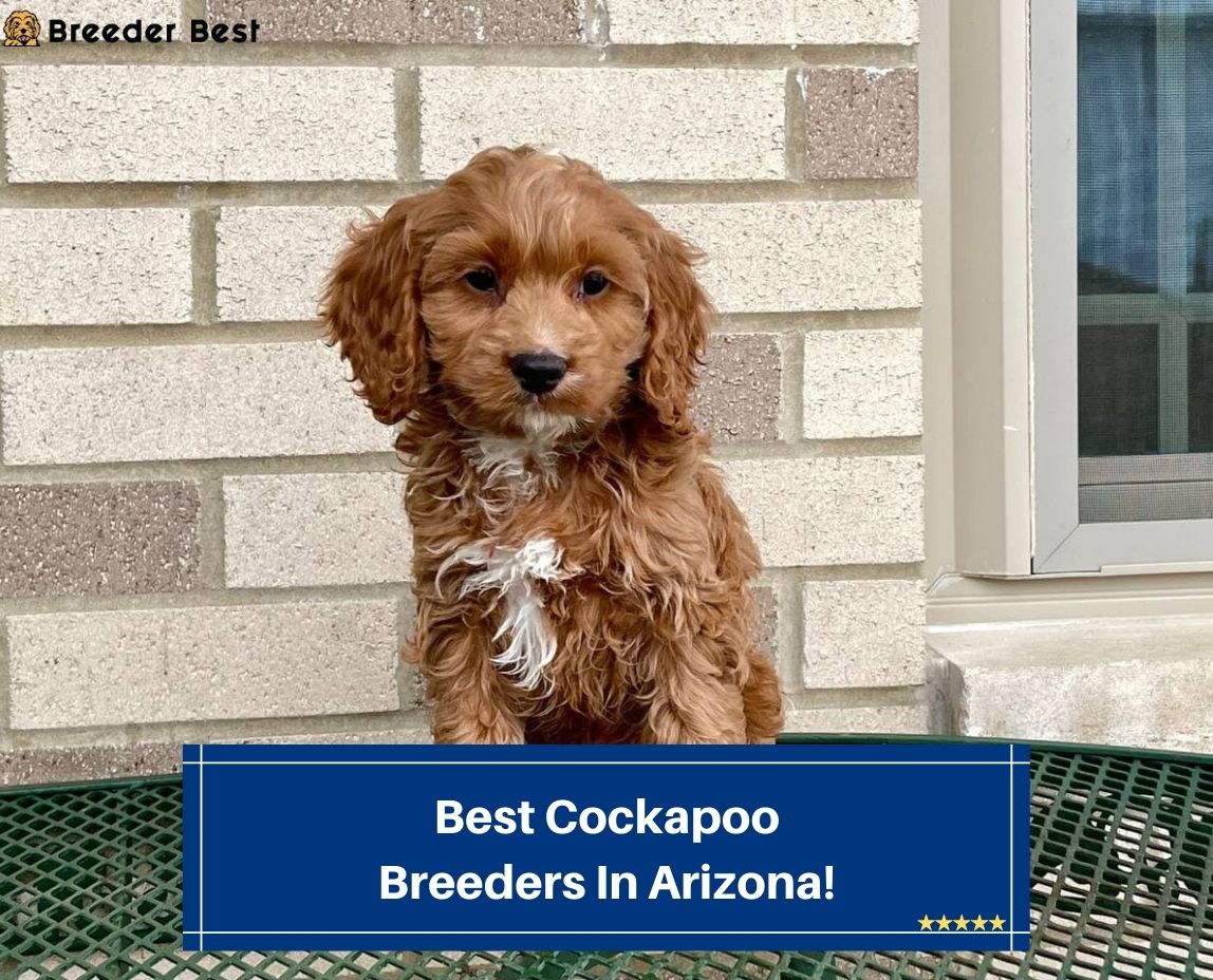Best-Cockapoo-Breeders-In-Arizona-template