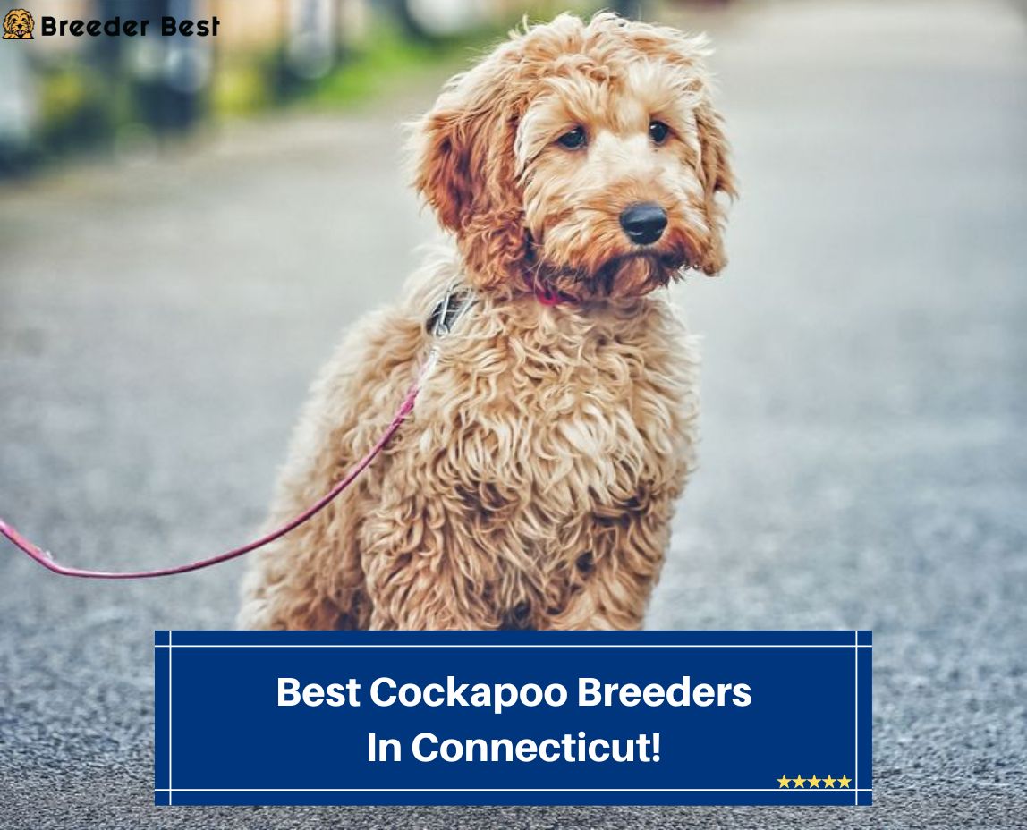 Best-Cockapoo-Breeders-In-Connecticut-template
