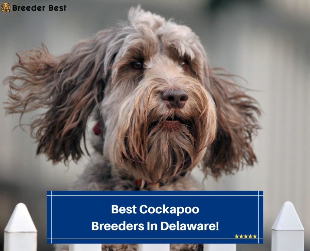 4 Best Cockapoo Breeders In Delaware! (2024) Breeder Best