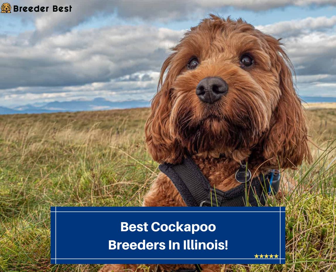 Best-Cockapoo-Breeders-In-Illinois-template
