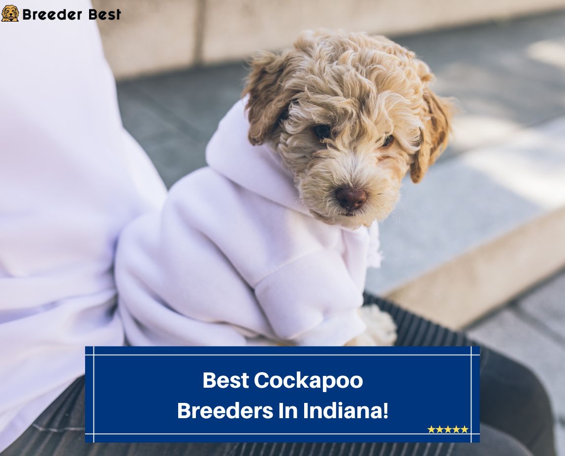 Best-Cockapoo-Breeders-In-Indiana-template