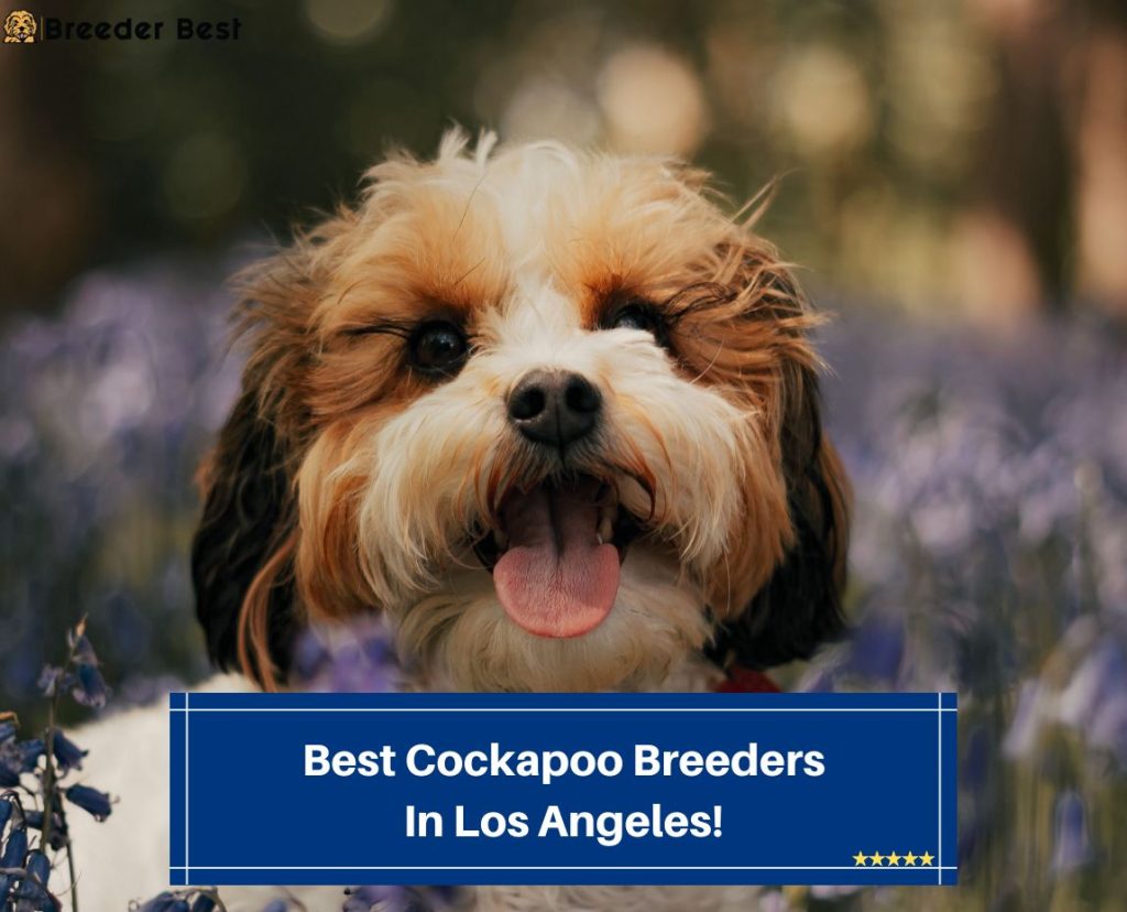 7 Best Cockapoo Breeders In Los Angeles! (2023) Breeder Best