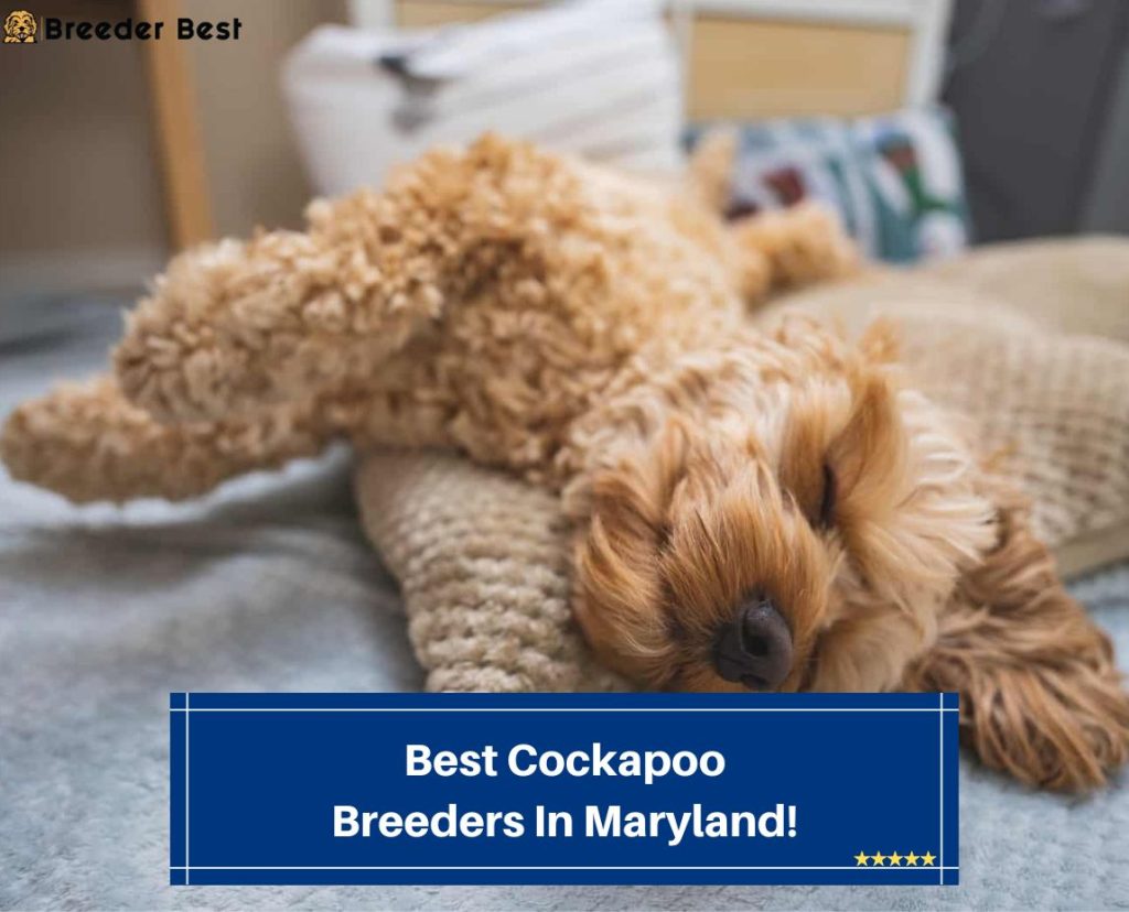 4 Best Cockapoo Breeders In Maryland! (2023) Breeder Best
