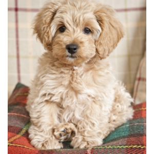 Best-Cockapoo-Breeders-In-Mississippi