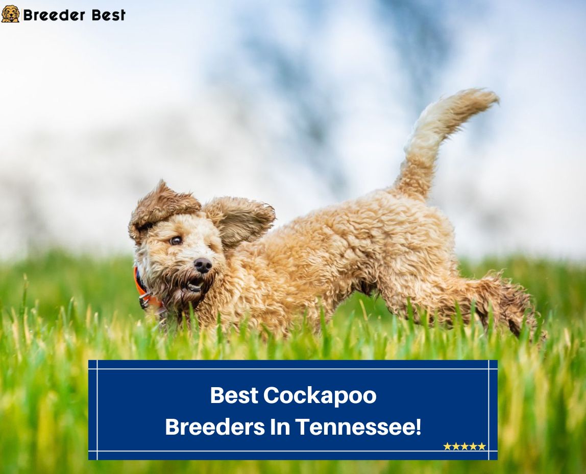 Best-Cockapoo-Breeders-In-Tennessee-template