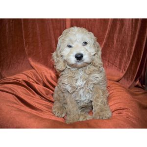 Best-Cockapoo-Breeders-In-Tennessee