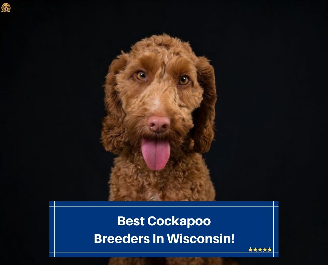 Best-Cockapoo-Breeders-In-Wisconsin-template