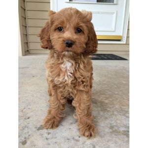 Best-Cockapoo-Puppies-For-Sale-In-Indiana