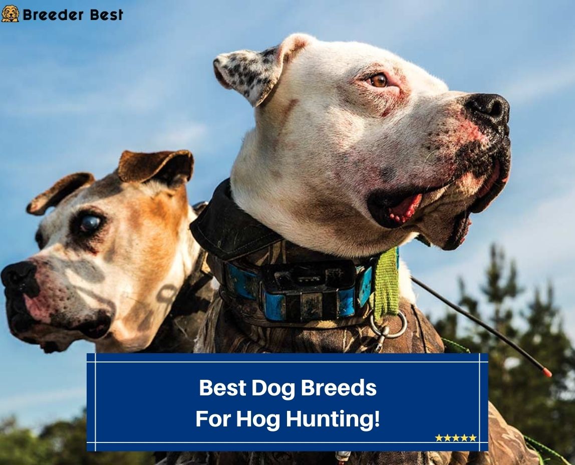 Best-Dog-Breeds-For-Hog-Hunting-template