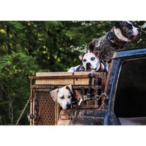 Best-Dogs-For-Hog-Hunting