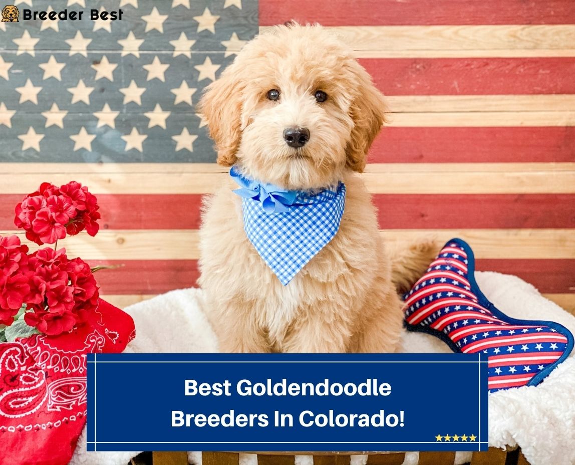 Best-Goldendoodle-Breeders-In-Colorado-template