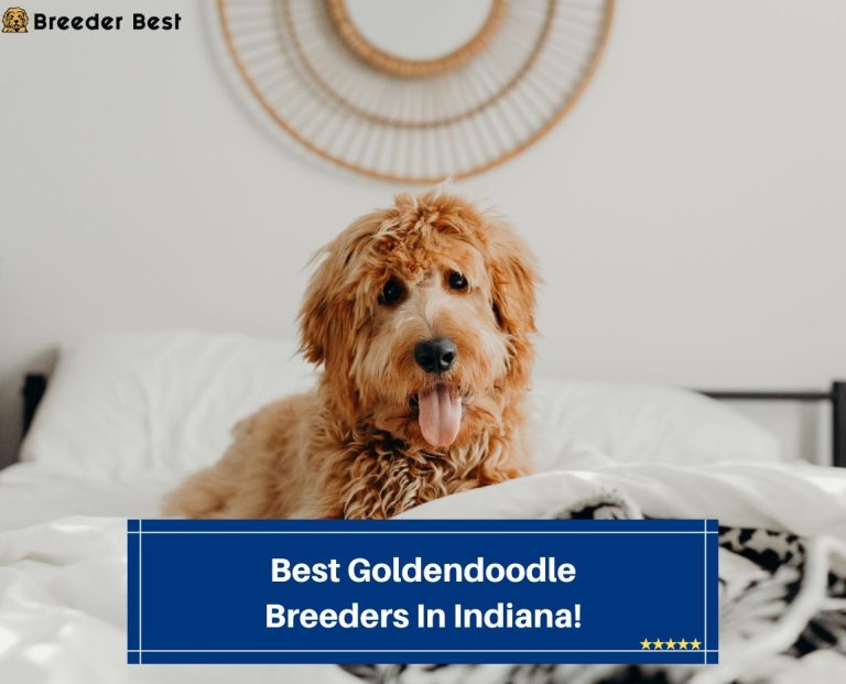 7 Best Goldendoodle Breeders In Indiana! (2023) Breeder Best