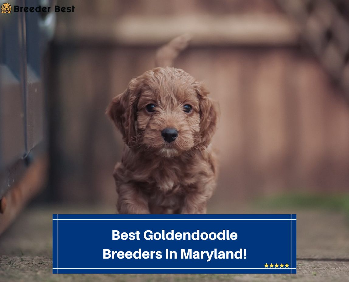 Best-Goldendoodle-Breeders-In-Maryland-template