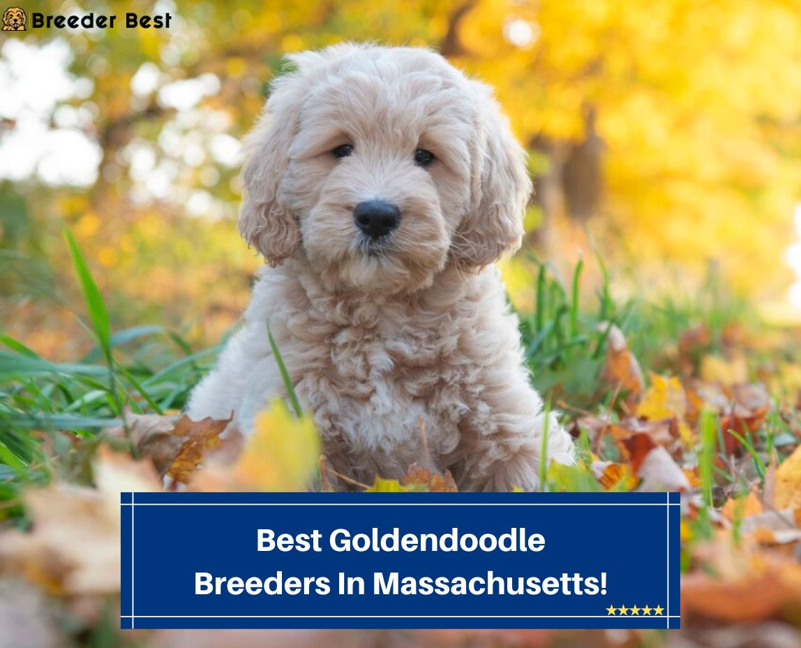 Best-Goldendoodle-Breeders-In-Massachusetts-template