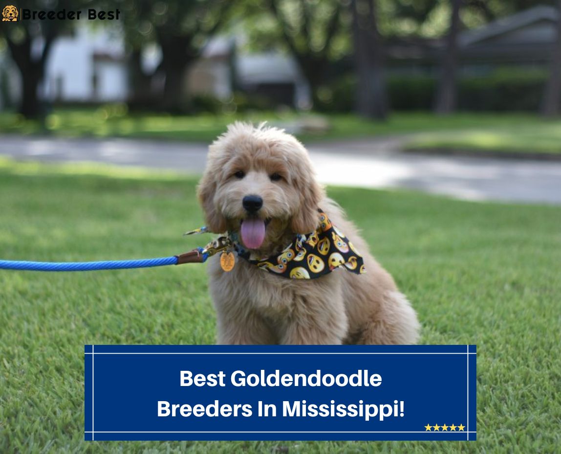 Best-Goldendoodle-Breeders-In-Mississippi-template