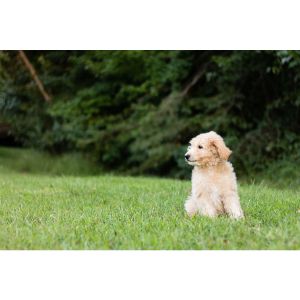 Best-Goldendoodle-Breeders-In-Mississippi