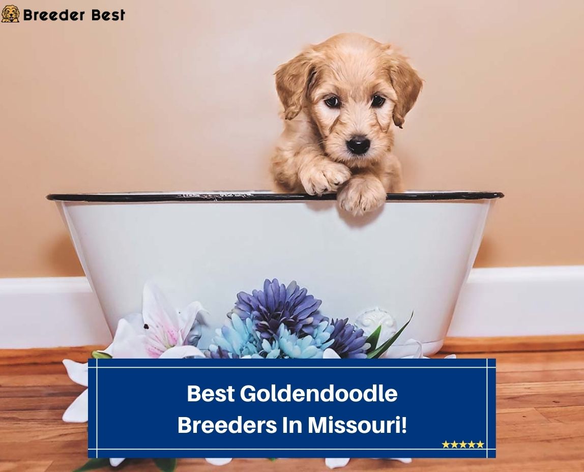 Best-Goldendoodle-Breeders-In-Missouri-template