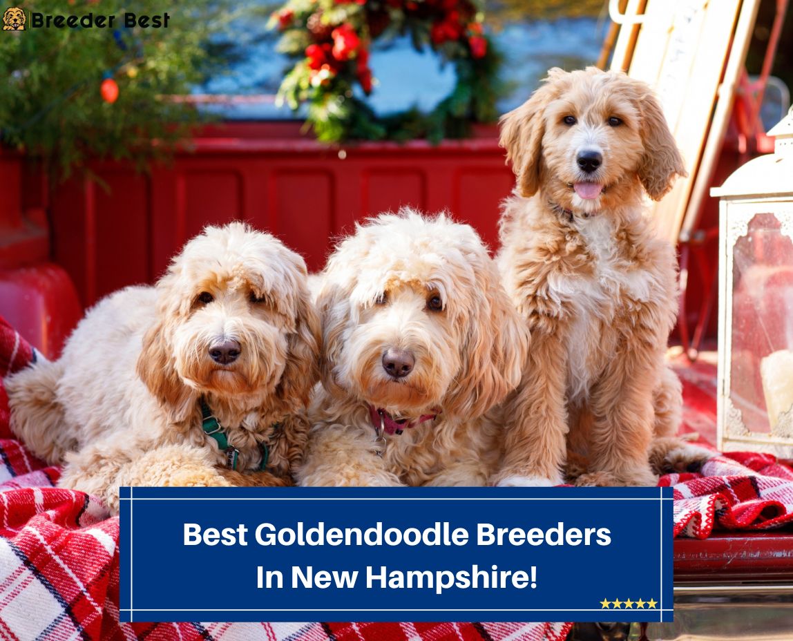 Best-Goldendoodle-Breeders-In-New-Hampshire-template