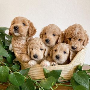 Best-Goldendoodle-Breeders-In-Tennessee