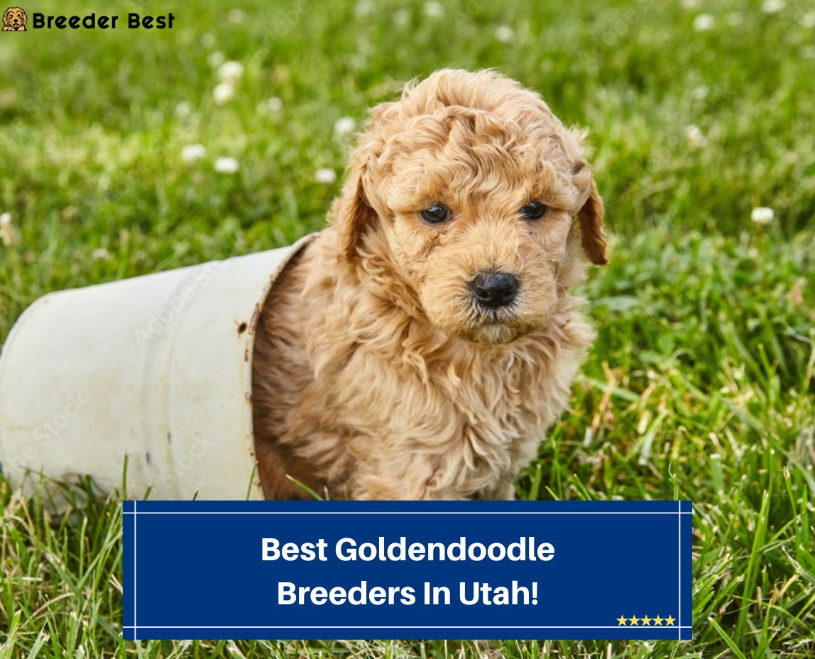 Best-Goldendoodle-Breeders-In-Utah-template