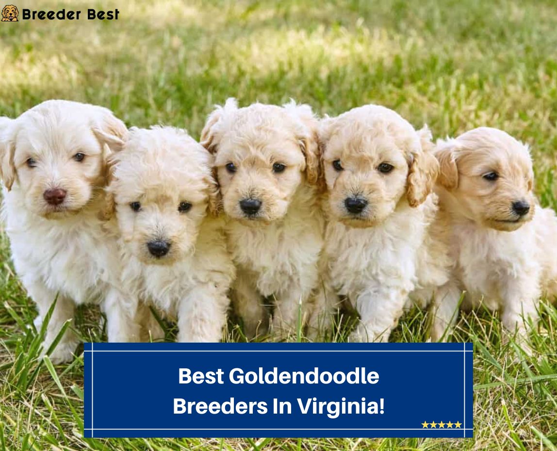 Best-Goldendoodle-Breeders-In-Virginia-template