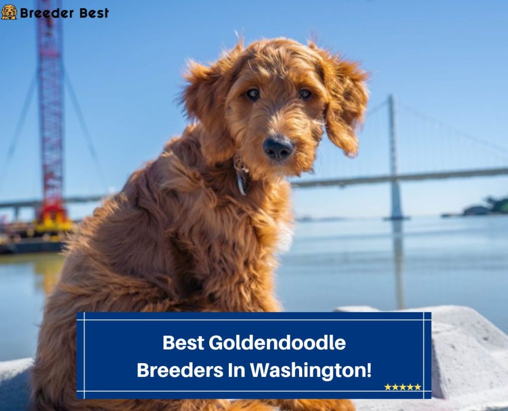 4 Best Goldendoodle Breeders In Washington! (2023) Breeder Best